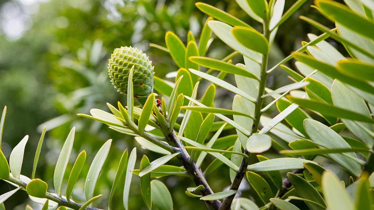 Nueva Zelanda plantas y bosques