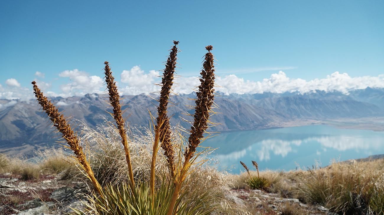 Nueva Zelanda plantas y bosques