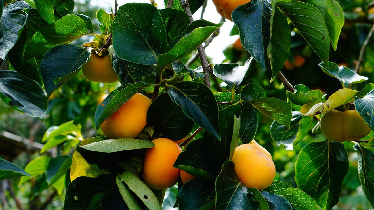 Nueva Zelanda plantas y bosques