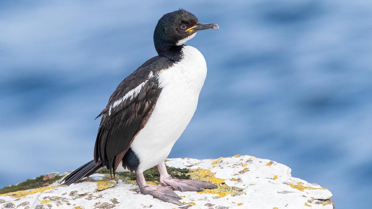 Nueva Zelanda plantas y bosques