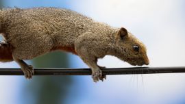Las primeras ardillas rojas fueron introducidas al país, en 1970, por un ciudadano belga.