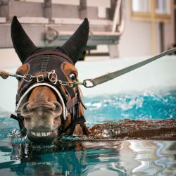Un caballo nada en una piscina panorámica, dedicada al examen de caballos en un medio acuático, en Kinesia, Goustrainville, noroeste de Francia, un lugar dedicado a la investigación en fisioterapia y rehabilitación funcional en caballos. | Foto:Lou Benoist / AFP