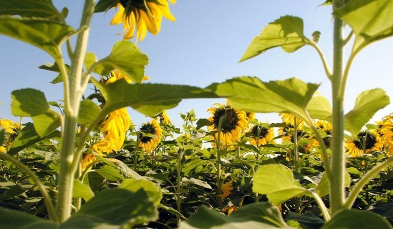 Siembra de girasol. 