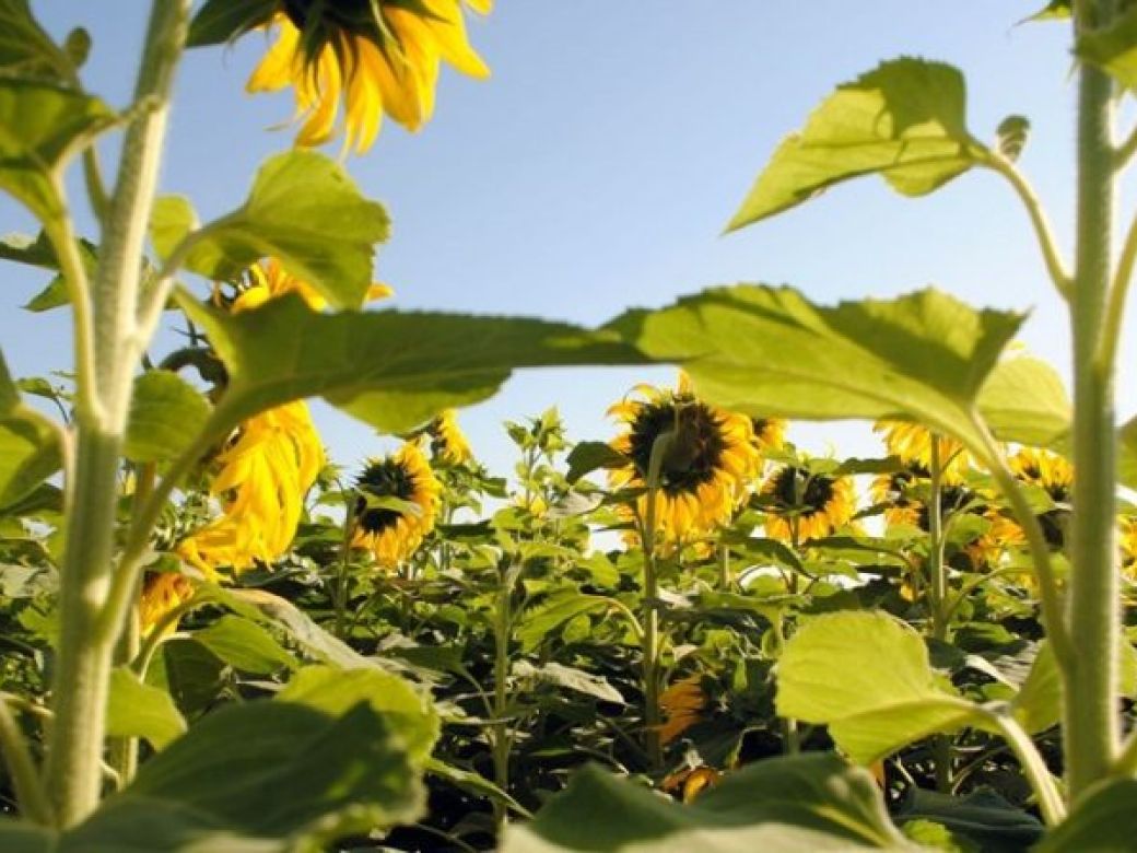 En tiempos de guerra, el girasol atrae a agricultores argentinos | Perfil