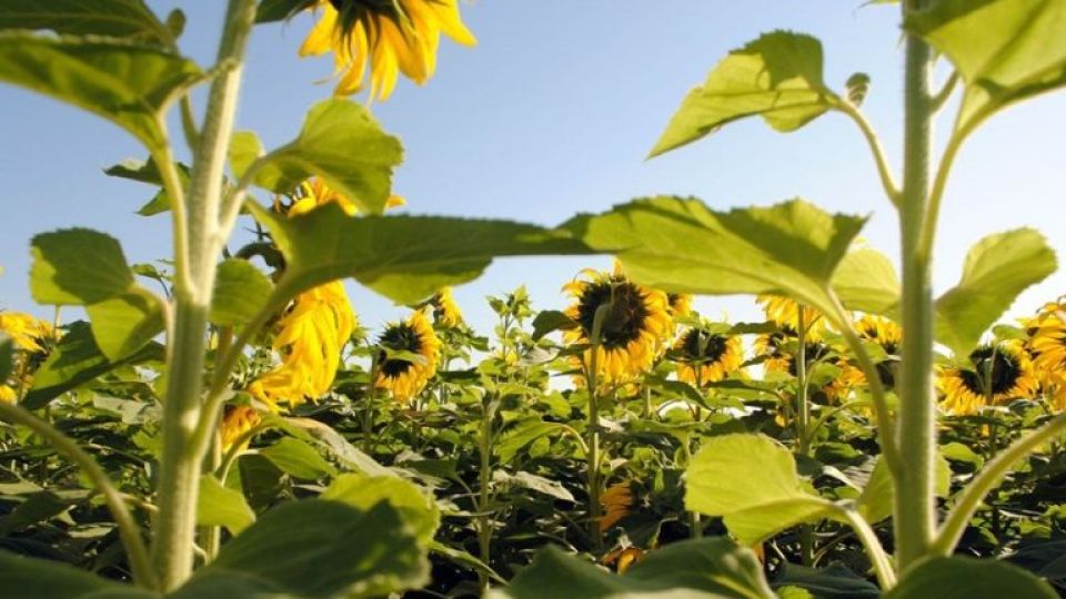 Siembra de girasol.