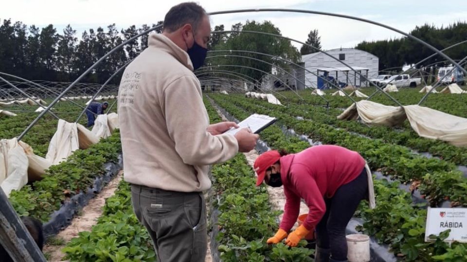 La cosecha de frutillas, una de las actividades menos formales.