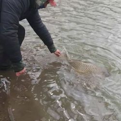 En los lagos de Palermo un pescador capturó una carpa de 13,5 kg, que devolvió al agua.