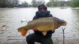 En los lagos de Palermo un pescador capturó una carpa de 13,5 kg, que devolvió al agua.