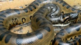La anaconda es considerada la serpiente más grande del mundo.