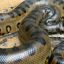 1102_anaconda