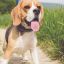 ¿Por qué mi perro huele mal?