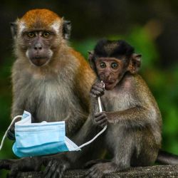 Los monos macacos juegan con una mascarilla, utilizada como medida preventiva contra la propagación del nuevo coronavirus COVID-19, dejado por un transeúnte en Genting Sempah, en el estado de Pahang, en Malasia. | Foto:Mohd Rasfan / AFP