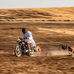 El criador de perros kurdo sirio Mohammed Derbas, de 27 años, conduce su motocicleta junto a sus perros de caza en la aldea de al-Derbasiyah en la provincia de Hasakah, al noreste de Siria, controlada por los kurdos, cerca de la frontera con Turquía. | Foto:Delil Souleiman / AFP