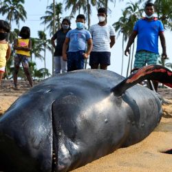 La gente mira una ballena piloto muerta en una playa en Panadura. | Foto:Lakruwan Wanniarachichi / AFP