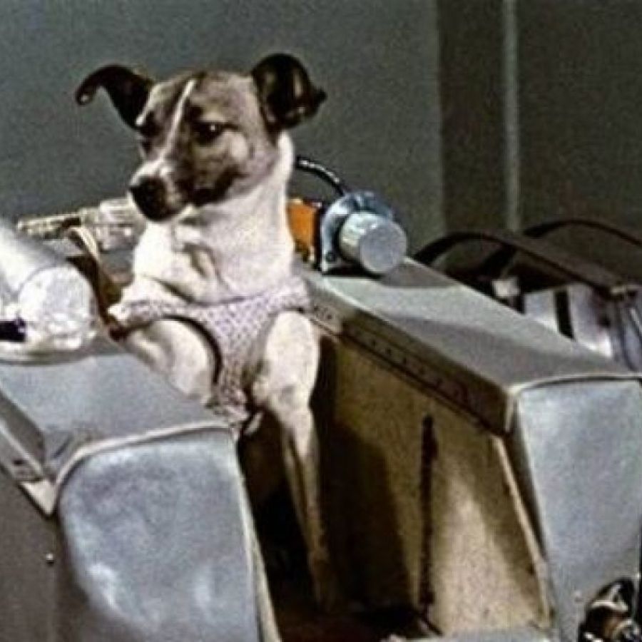 cuanto tiempo duro laika