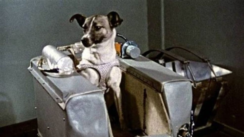 Laika perra del espacio astronauta