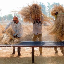 Obreros trabajan en un campo de arroz en las afueras de Amritsar. | Foto:Narinder Nanu / AFP
