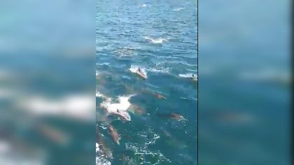 La Presencia De Delfines En Mar Chiquita Deslumbro A Los Pescadores Perfil