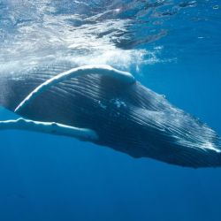 Se supone que el accidente se produjo porque la ballena intentó comerse un grupo de peces que justo se encontraba bajo el kayak de Julie y Liz. 