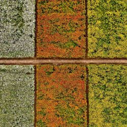 Esta vista aérea muestra a los turistas caminando entre campos de flores durante el Festival de las Flores de Taoyuan en Taoyuan. | Foto:Sam Yeh / AFP