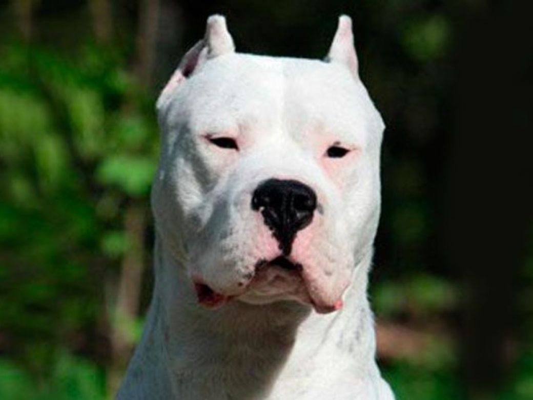 Dogo Diffa Perro Dogo Dogo De Burdeos: Un Perro Muy Sensible Con Tamaño De