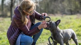 Al elegir un arnés o un pretal para el perro hay que atender a la conformación anatómica del animal. Foto: Christin Klose/dpa