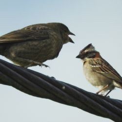 Aves Solidarias propone observar la naturaleza y compartir esa experiencia a través de las redes para romper el aislamiento generado por el Covid.