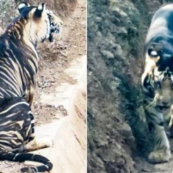 Popularmente conocido como “tigre melánico”, esta variedad solo habita en Odisha,India.