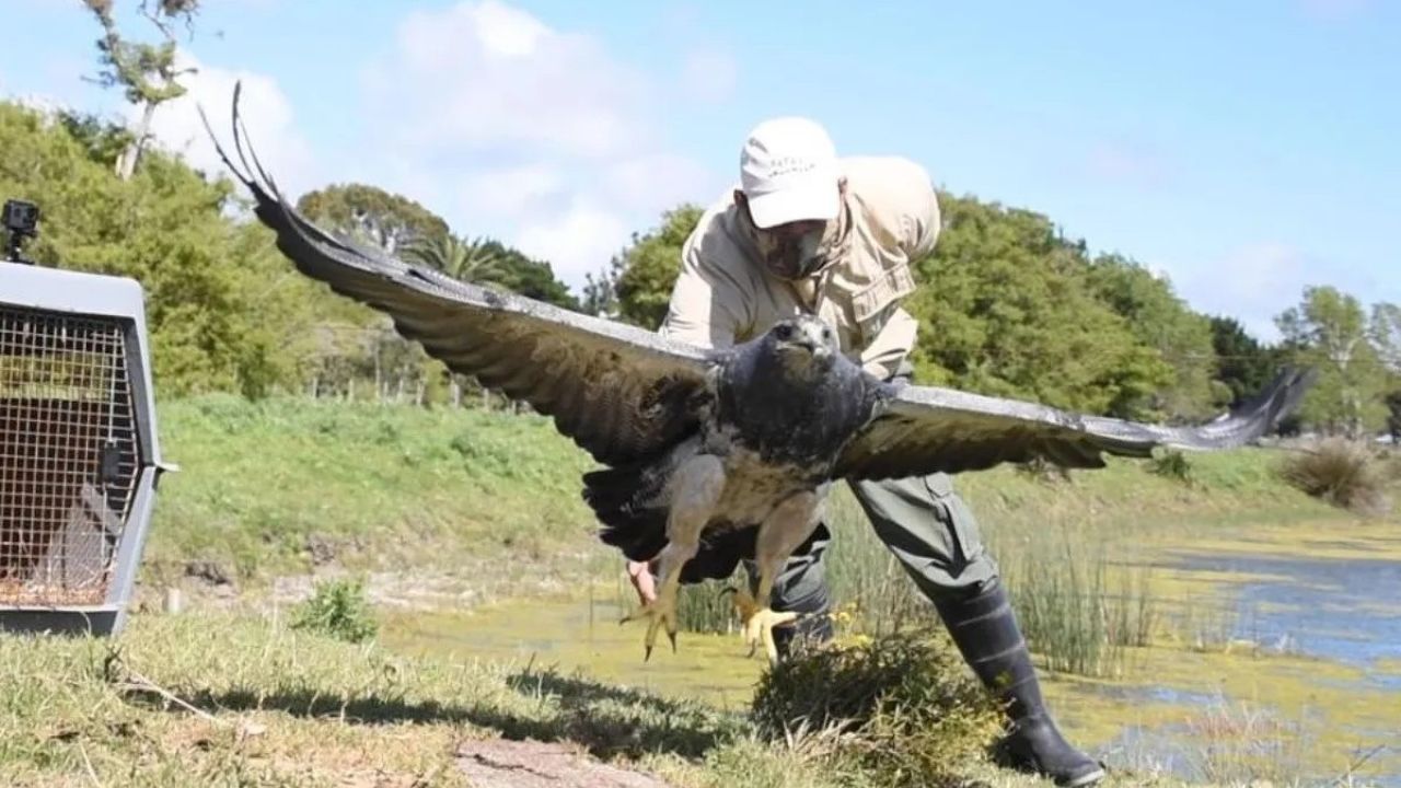 Mirá cómo un águila mora volvió a volar tras dos años de rehabilitación |  Weekend