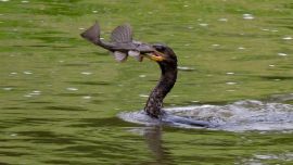 Aves Solidarias propone observar la naturaleza y compartir esa experiencia a través de las redes para romper el aislamiento generado por el Covid.