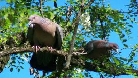 Aves Solidarias propone observar la naturaleza y compartir esa experiencia a través de las redes para romper el aislamiento generado por el Covid.