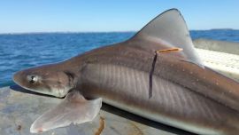 El programa conjunto entre la Argentina y Uruguay lleva marcados casi 3.000 ejemplares de tiburones.