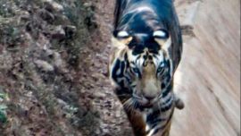 La primera vez que se vio un tigre negro en India fue en el año 1990.