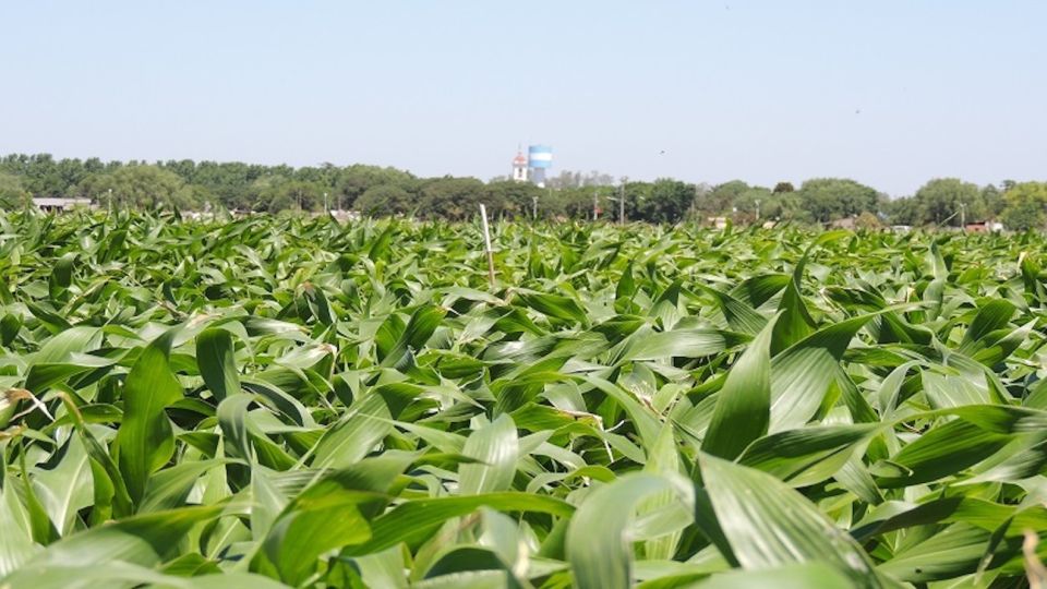 Cultivo de maíz
