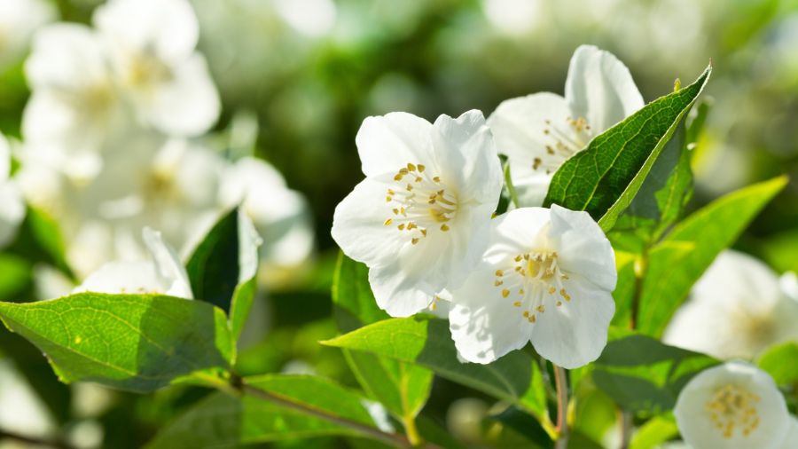 Te contamos todos los secretos sobre cómo cuidar el jazmín en maceta