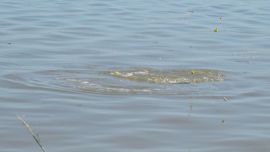 En su etapa poscuarentena, Las Barrancas está con increíbles pejerreyes, aun en primavera.
