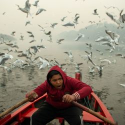 India, Nueva Delhi: un hombre viaja en un bote mientras una bandada de gaviotas vuela a lo largo del río Yamuna durante el inicio de la temporada de migración invernal. | Foto:Pradeep Gaur / DPA