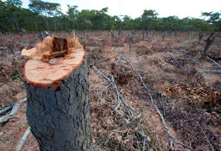 Deforestación en la Argentina. 