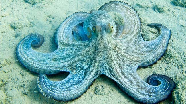 Pulpos de distintas especies.