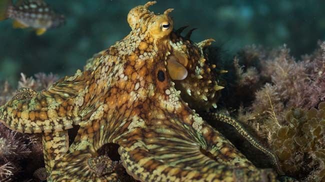 Pulpos de distintas especies.