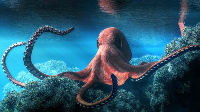 Pulpos de distintas especies.