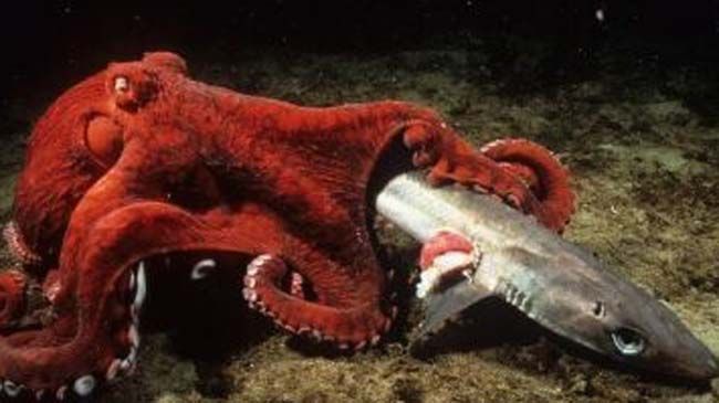 Pulpos de distintas especies.