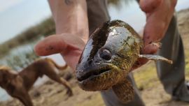 10 buenos pesqueros para ir en busca de tarariras en noviembre