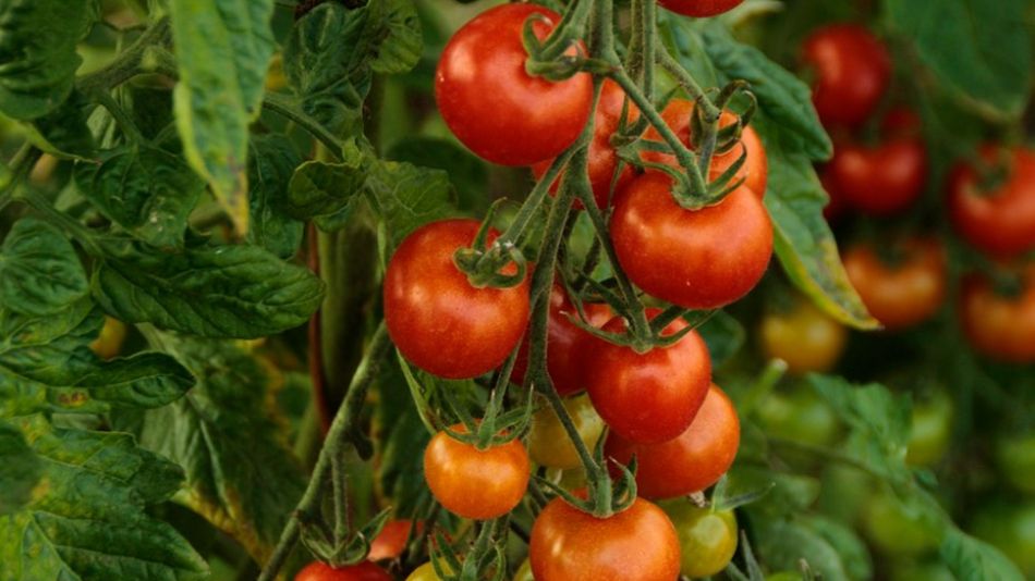 Huerta en casa