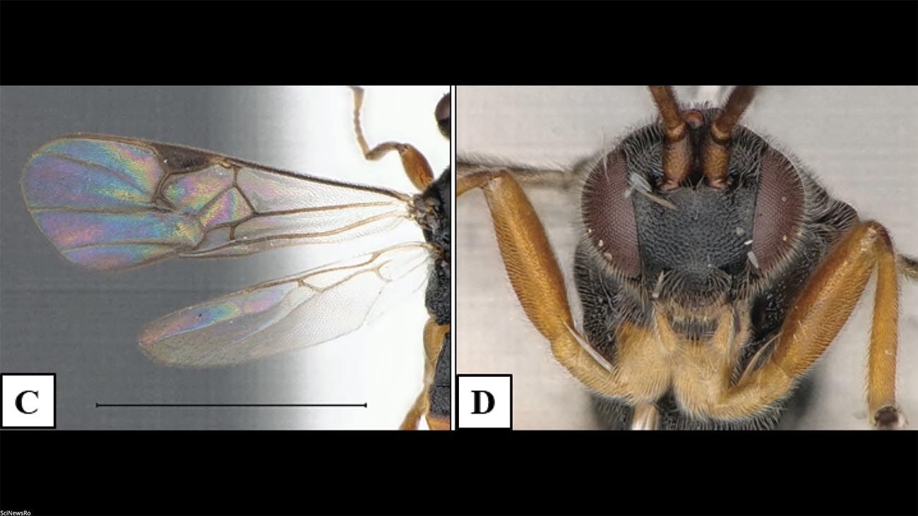 Avispa Microgaster godzilla