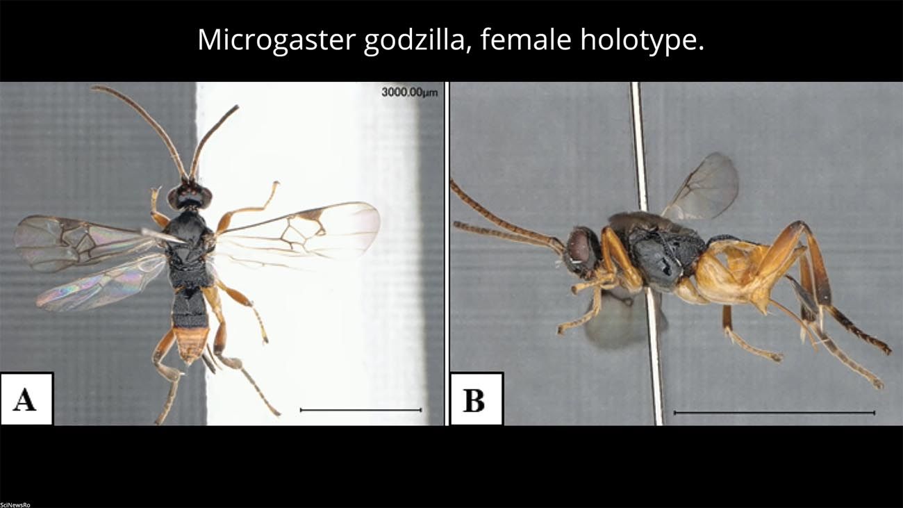 Avispa Microgaster godzilla