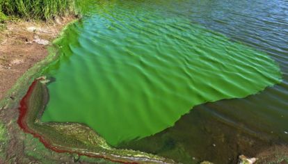 El curioso cambio en el color de las aguas despertó mucha preocupación entre los vecinos del Delta de Tigre.