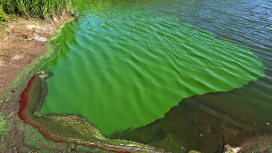 El curioso cambio en el color de las aguas despertó mucha preocupación entre los vecinos del Delta de Tigre.