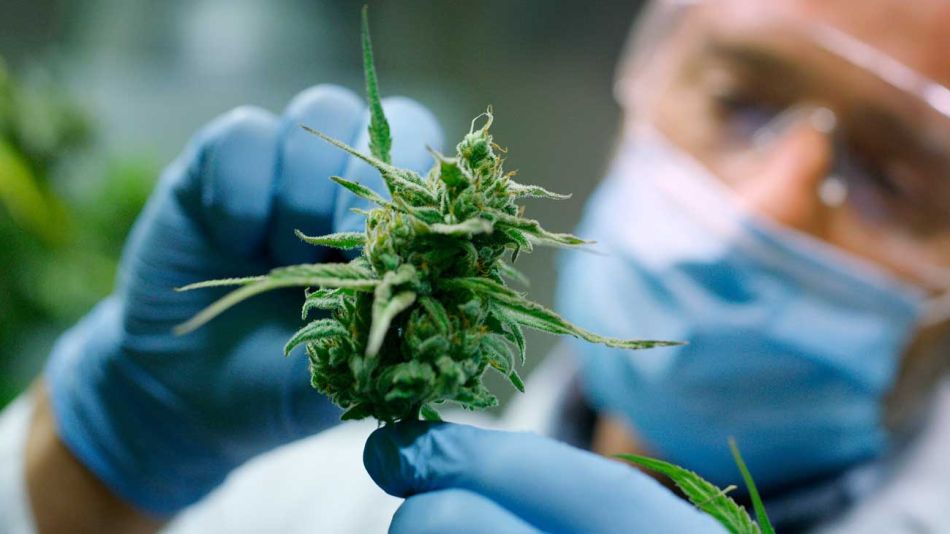 cannabis medicinal 20201112