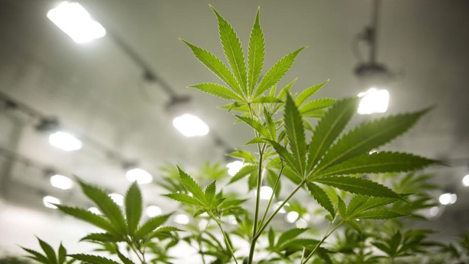 Cannabis 20201112